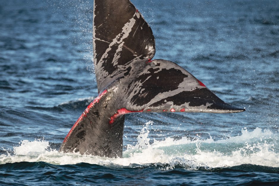 Eubalaena glacialis North Atlantic right Whale