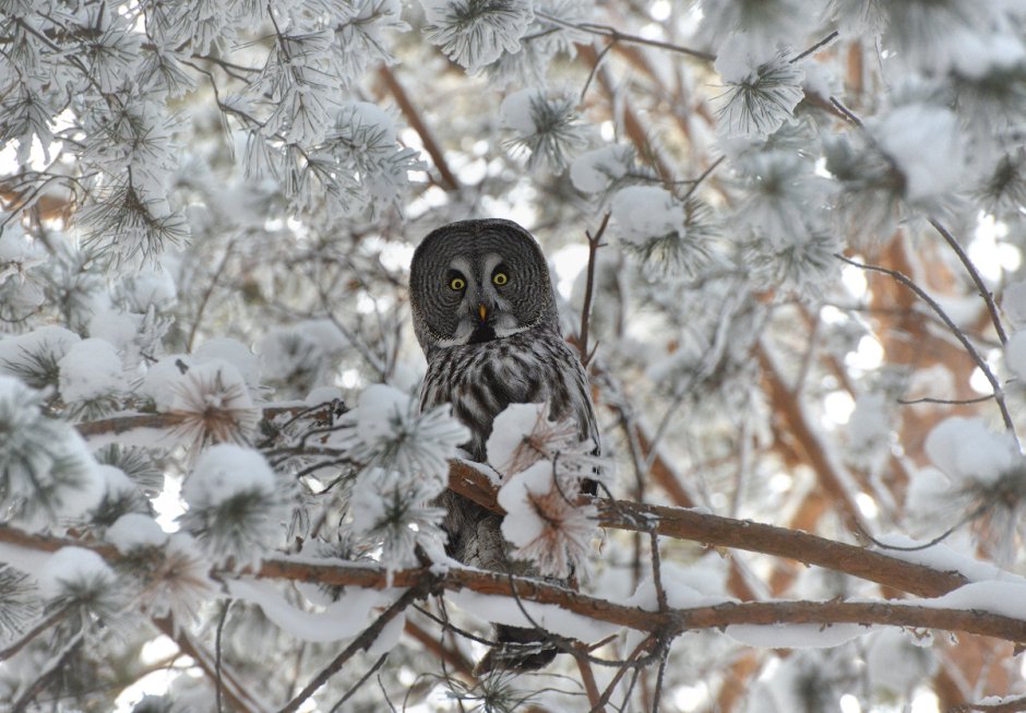 Eastern Screech Owl