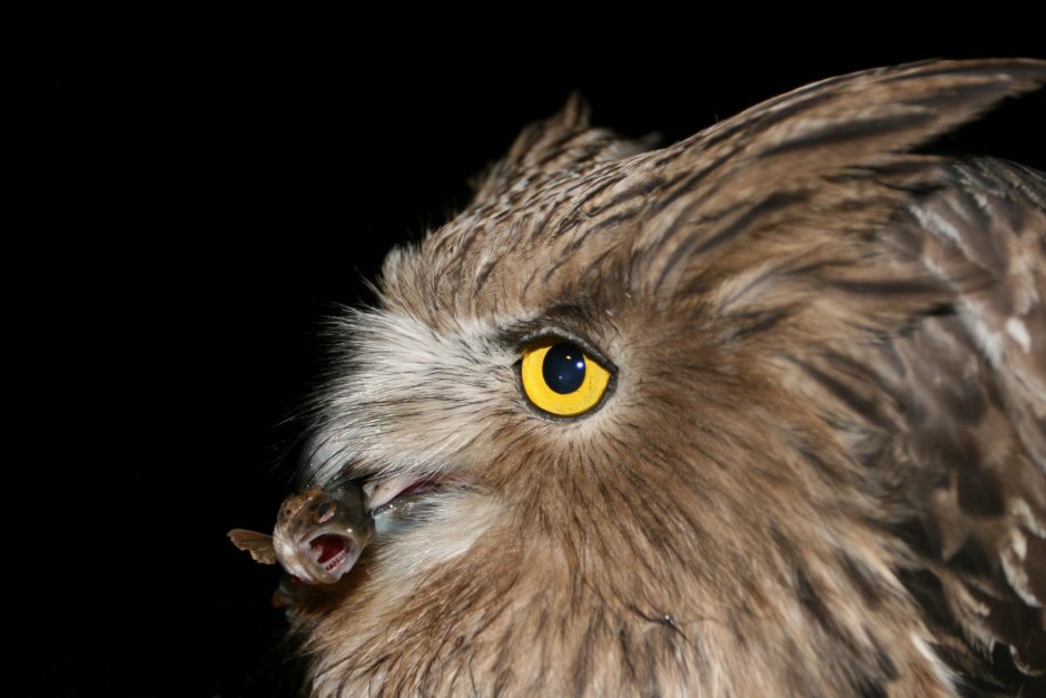 Рыбный Филин (Bubo blakistoni