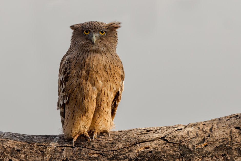 Рыбный Филин (Bubo blakistoni