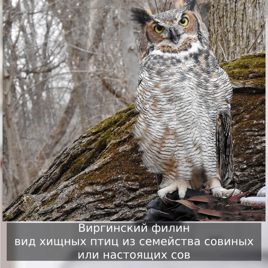 Рыбный Филин Ketupa blakistoni