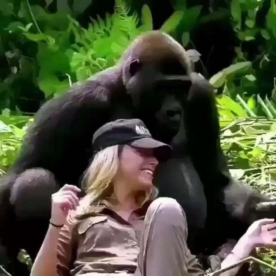Шимпанзе целует девушку