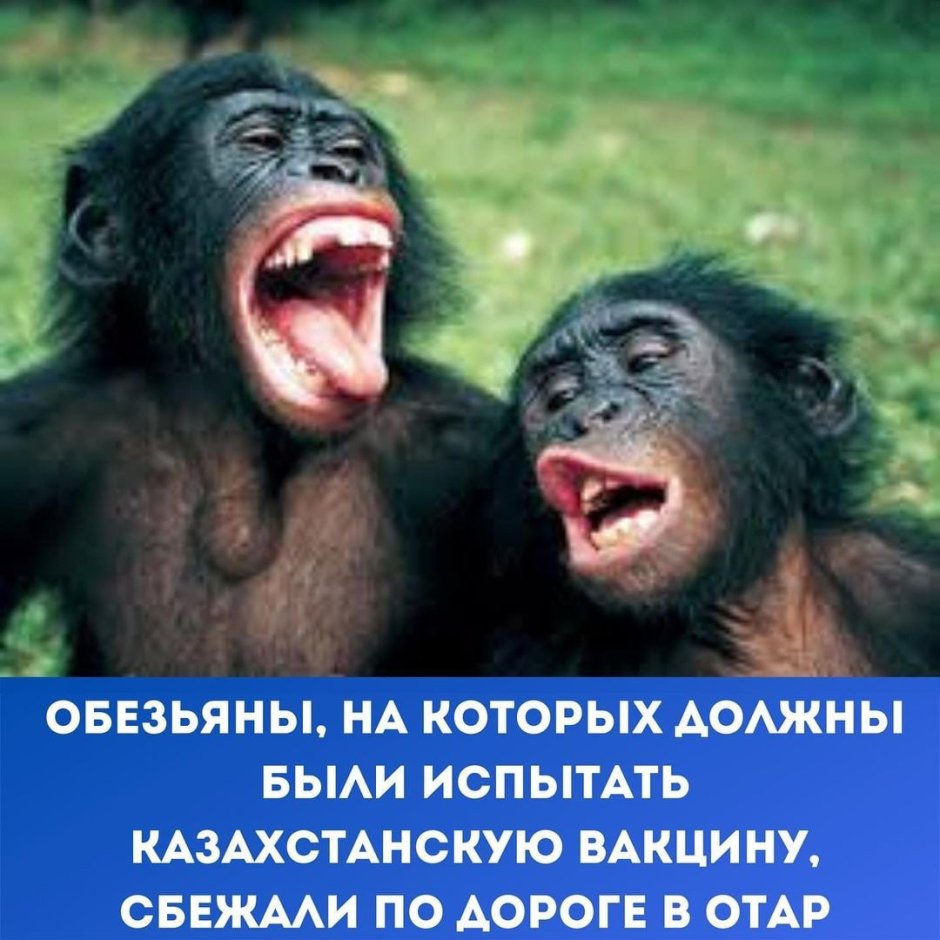 Забавные ситуации