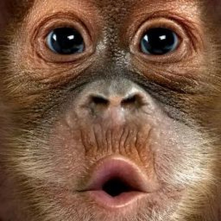 Лица животных