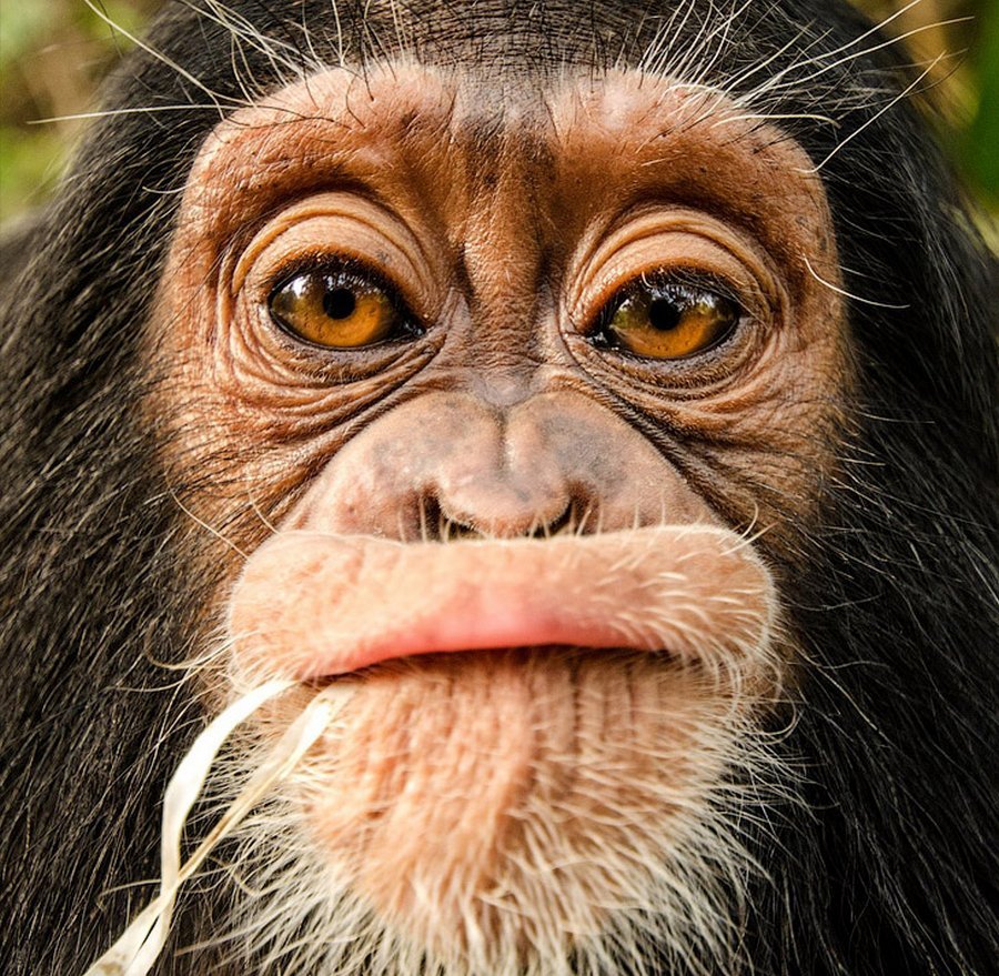 Смешные рожицы животных