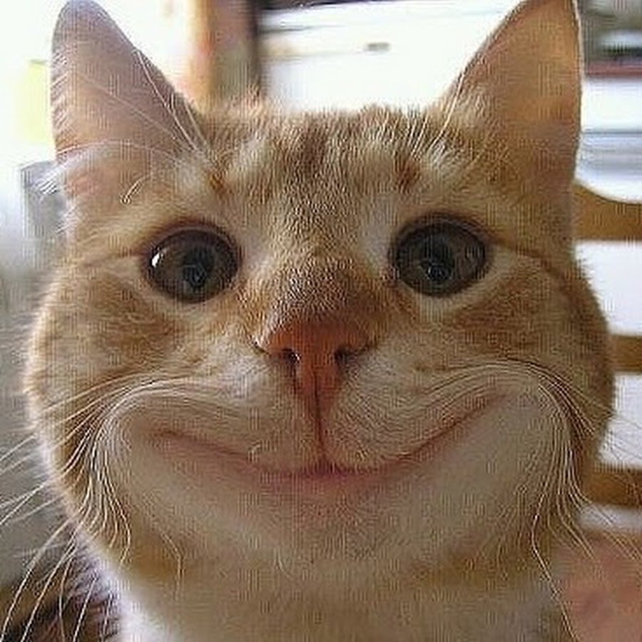 Мартышка с прической