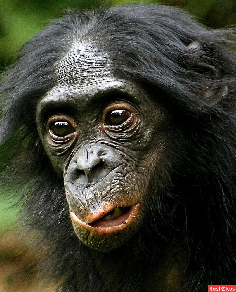 Обезьянка корчит рожи