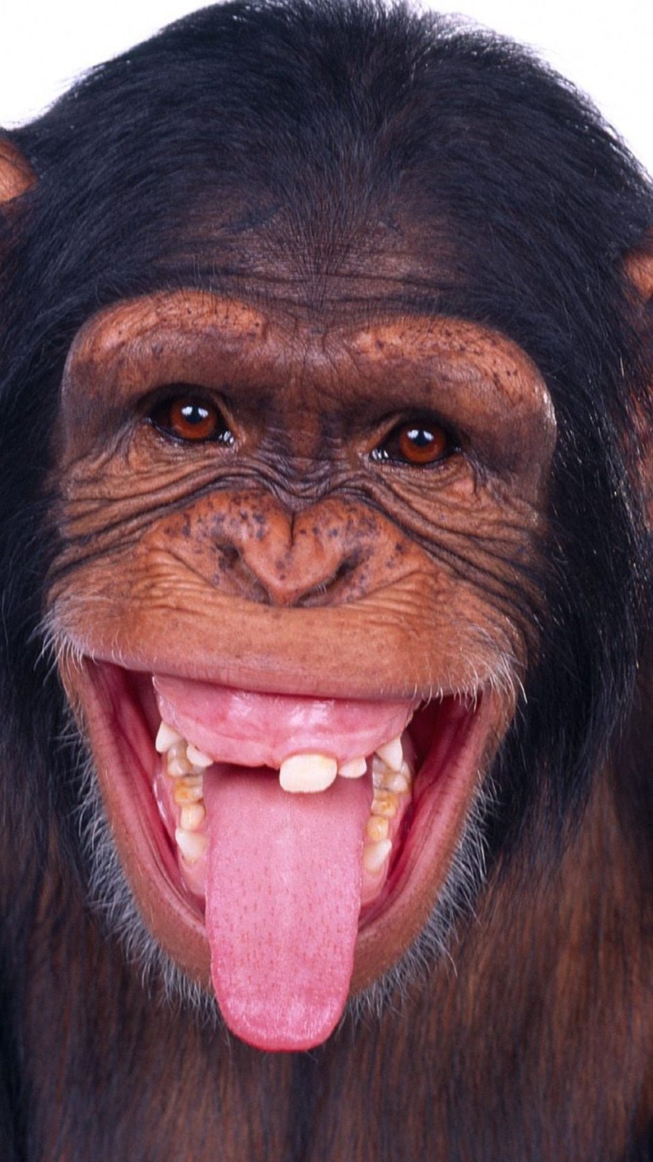 Кунац меймун