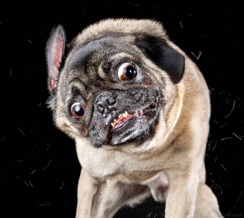 Смешные лица животных