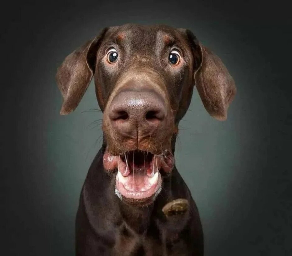 Джилл Гринберг фото обезьяны