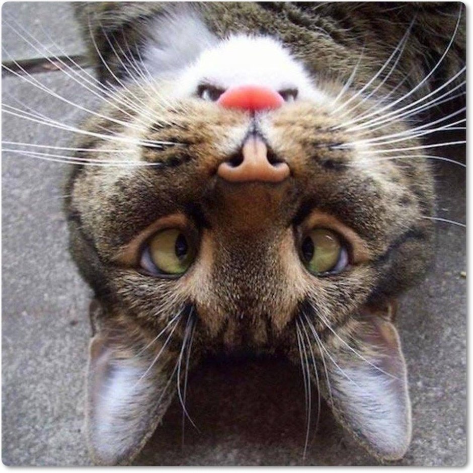 Осел смеется