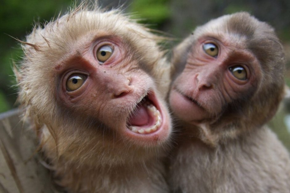 Смешные лошади