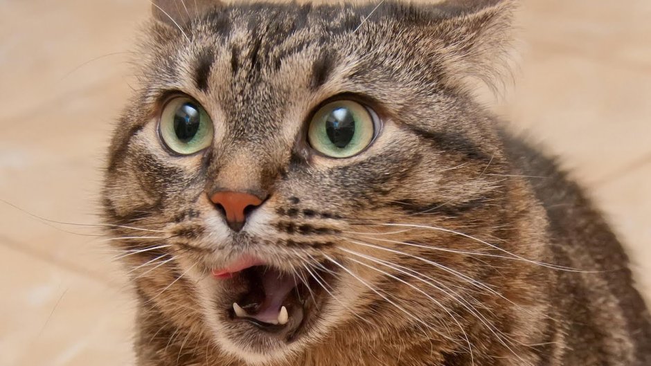 Бабуин смешной