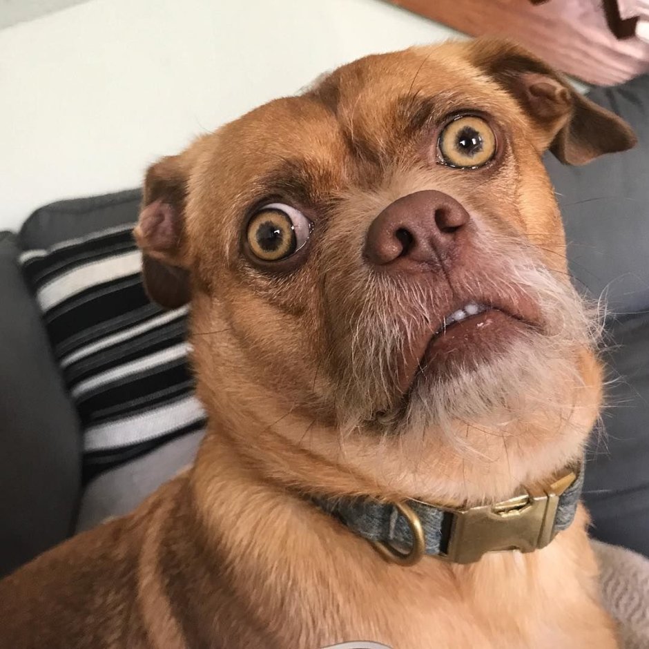 Смешная морда