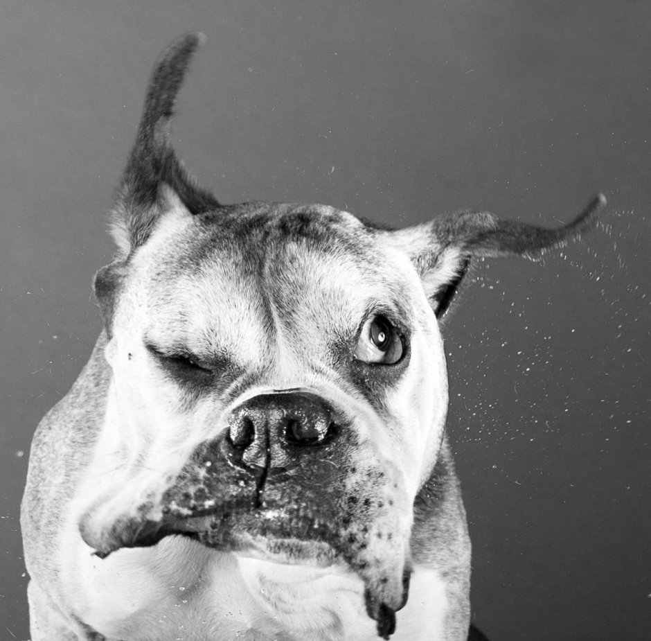 Ушастая обезьяна