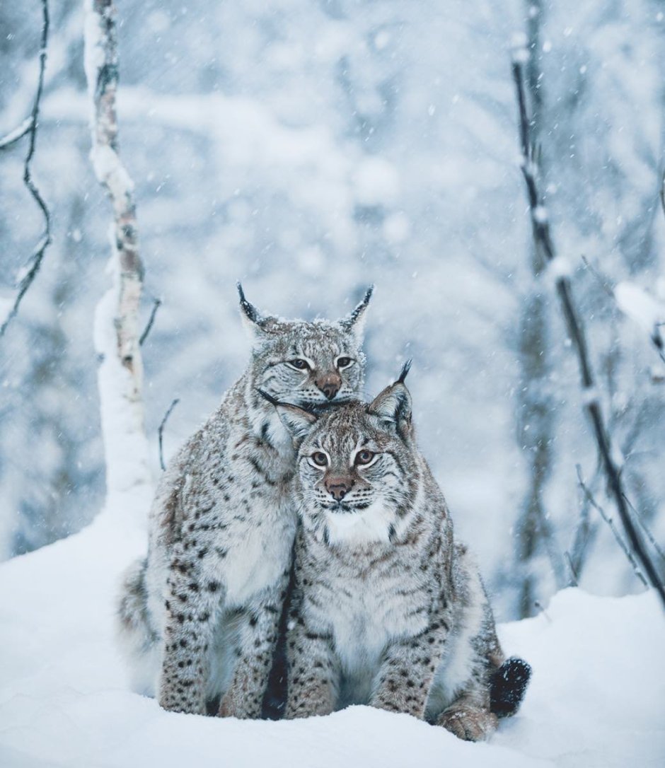 Зимние котики