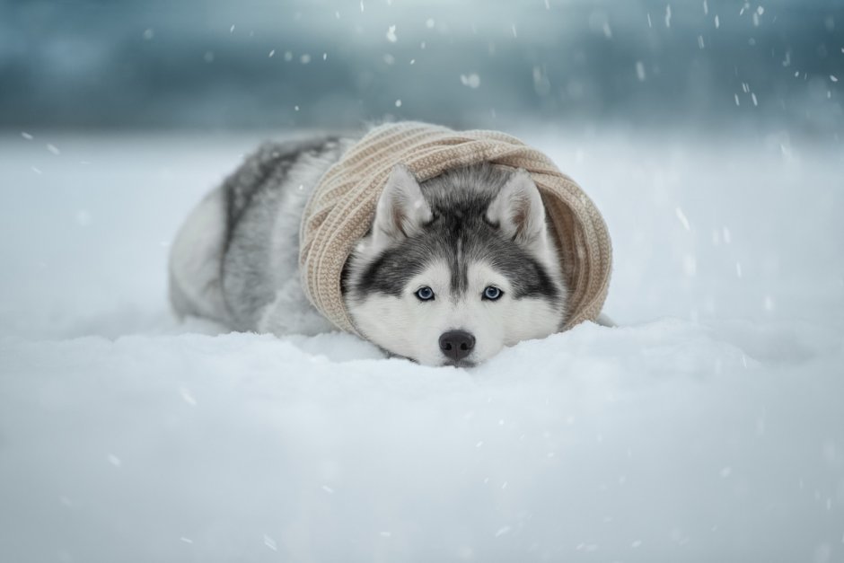 Собака в снегу