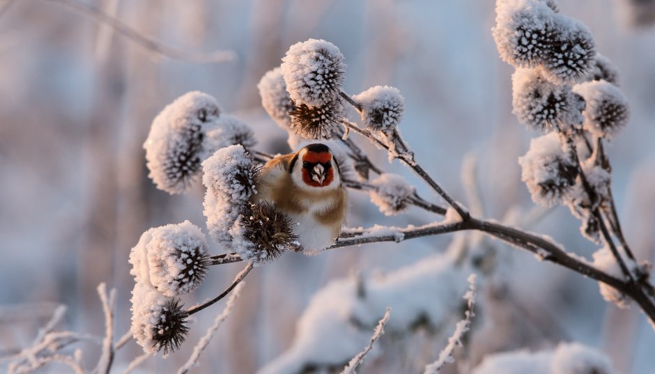 Зимний кот
