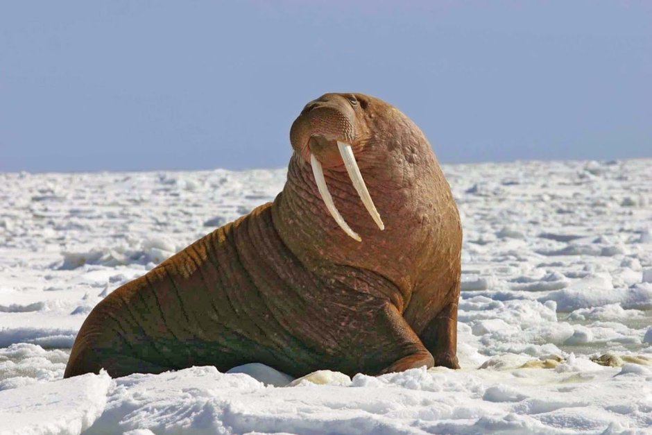 Лаптевский морж