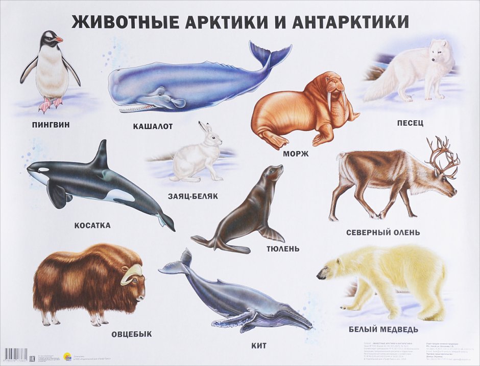 Белый медведь и человек