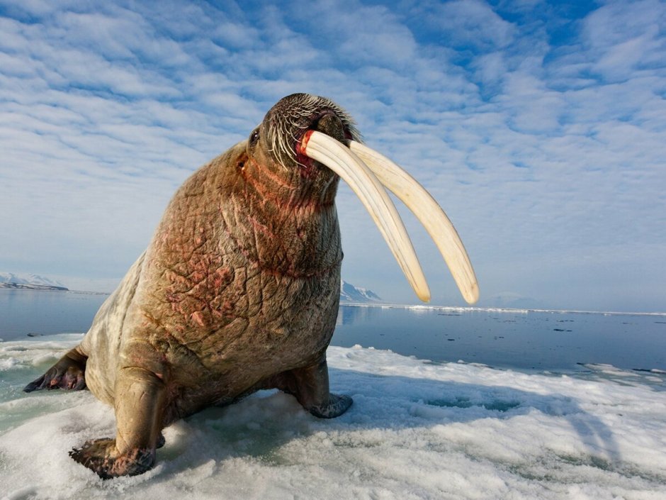Тихоокеанский морж (Odobenus rosmarus divergens)