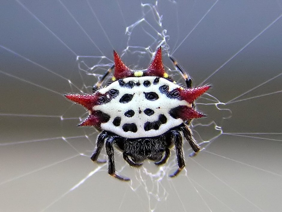 Theridion grallator