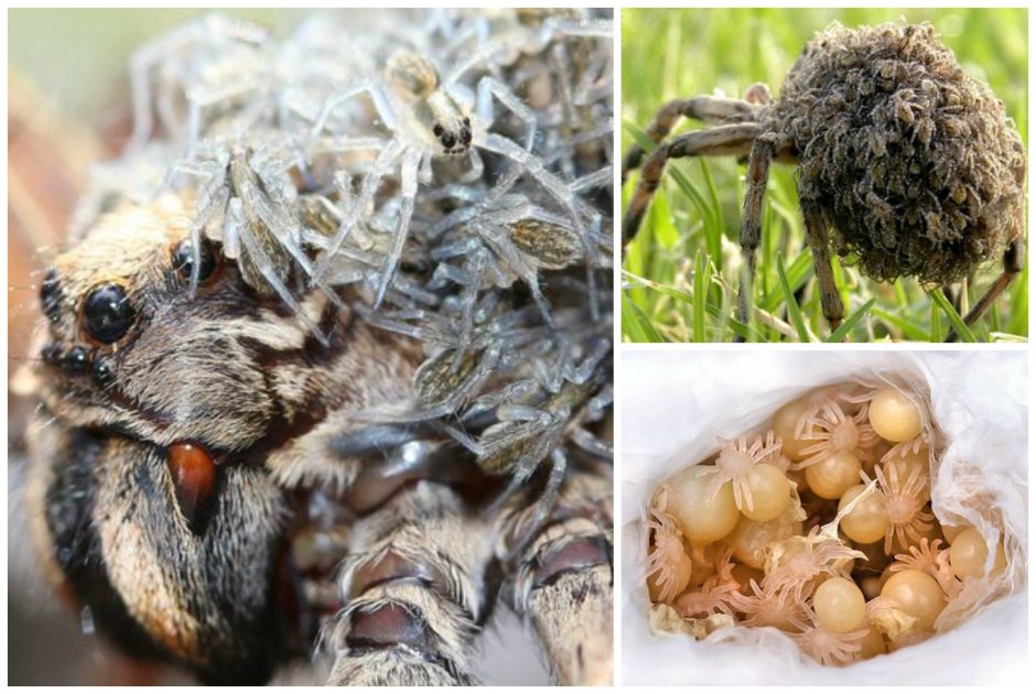 Poecilotheria subfusca