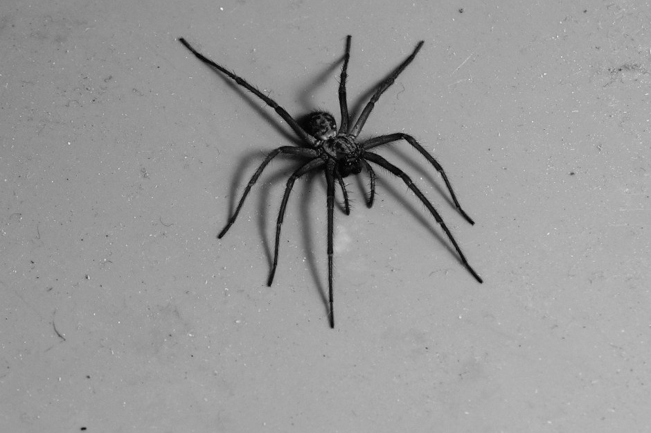 Паук золотопряд Nephila