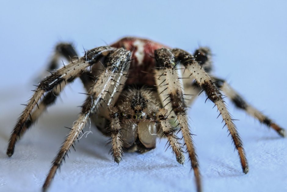 Паук птицеед Poecilotheria Metallica