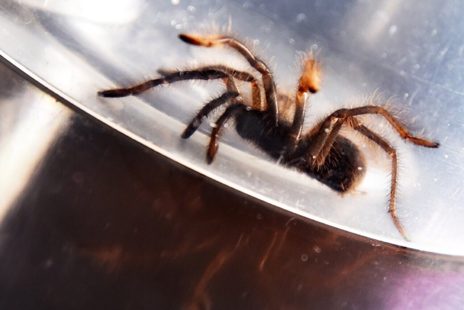 Тарантул Lycosa Narbonensis