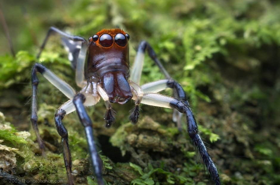 Maratus personatus паук