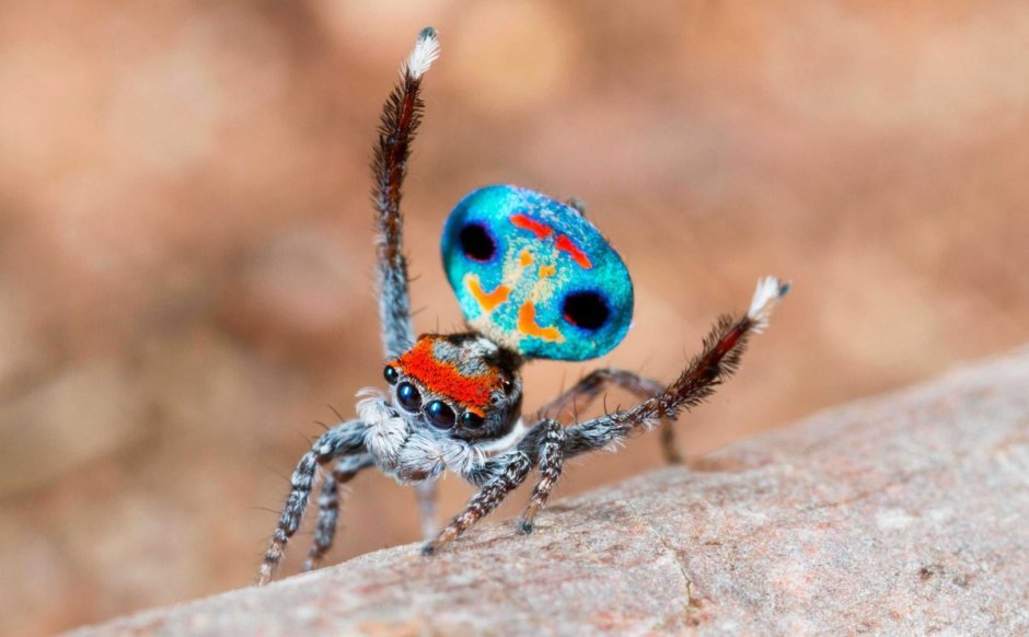 Паук-Павлин (Maratus volans)