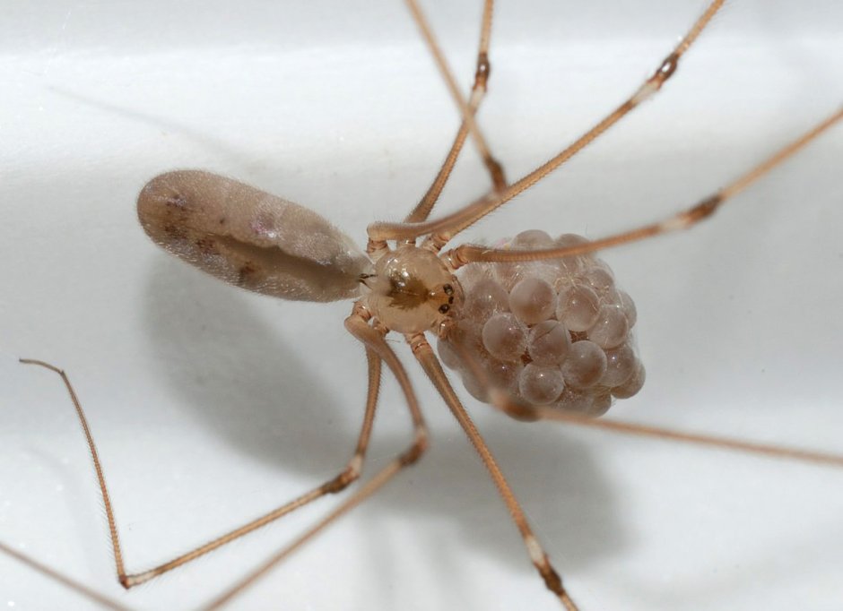 Pholcus phalangioides паук