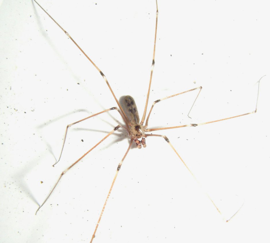Паук долгоножка Pholcus phalangioides