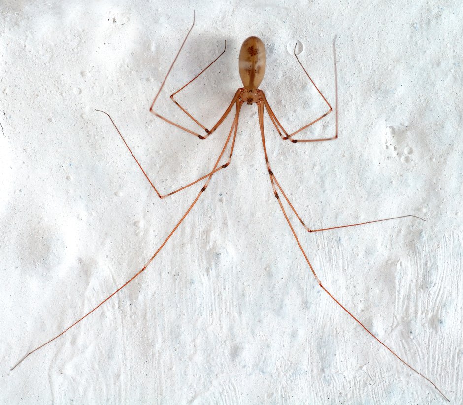 Cellar Spider