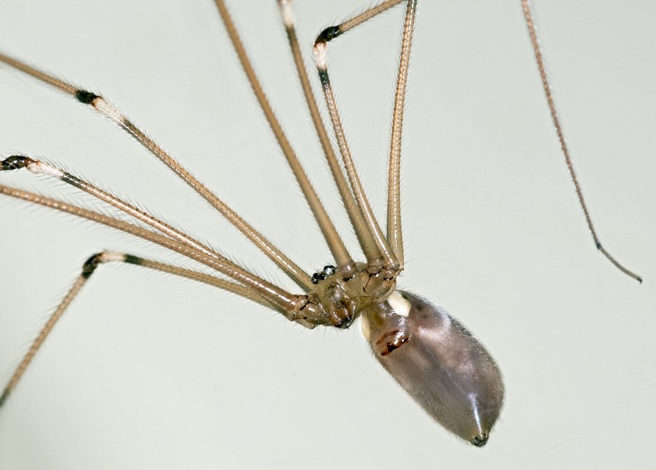 Pholcus phalangioides, Longbodied Cellar Spider