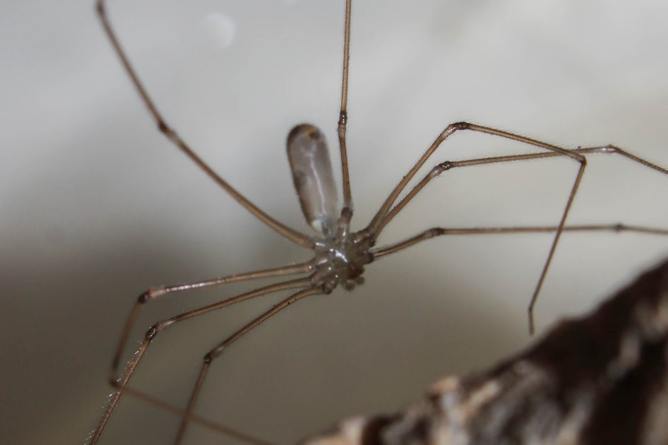 Фаланговидный фолькус (Pholcus phalangioides)