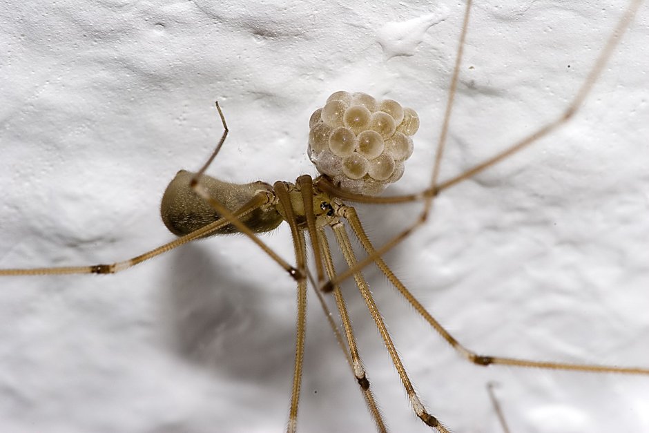 Daddy long Legs паук
