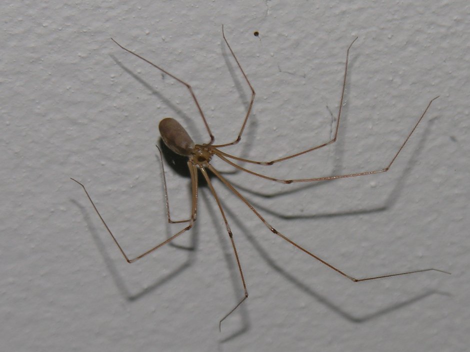 Pholcus phalangioides паук
