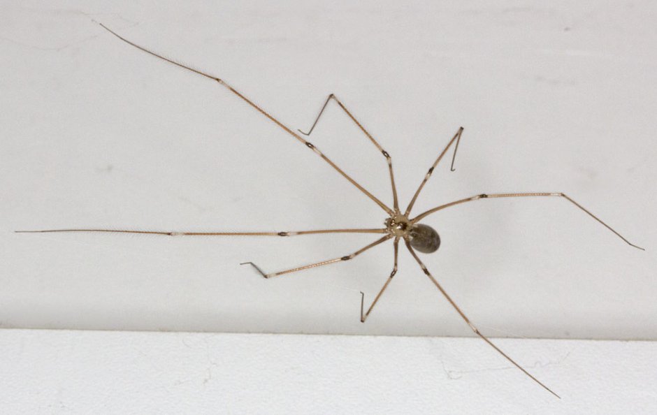 Фаланговидный фолькус (Pholcus phalangioides)