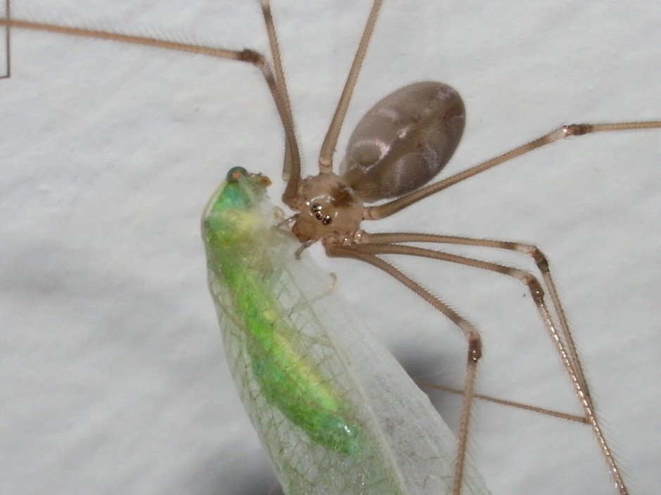 Фаланговидный фолькус (Pholcus phalangioides)