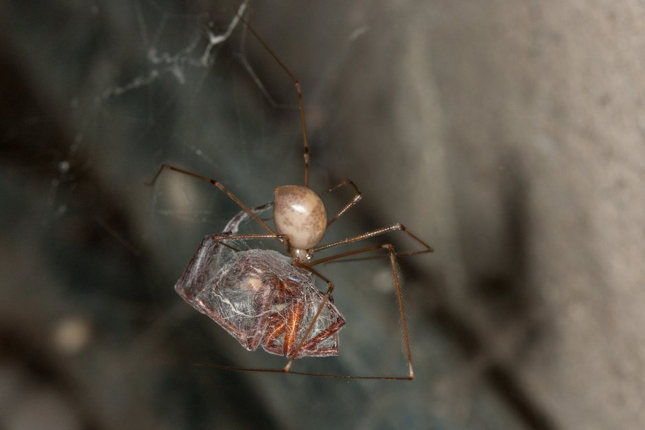 Pholcus phalangioides паук