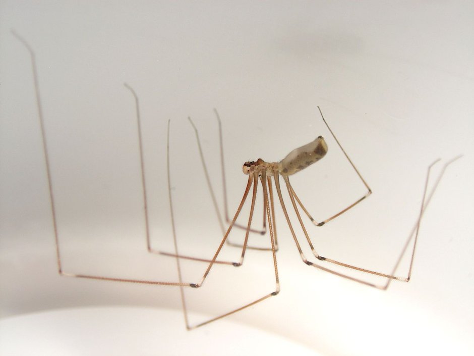 Сенокосцы пауки Pholcus phalangioides
