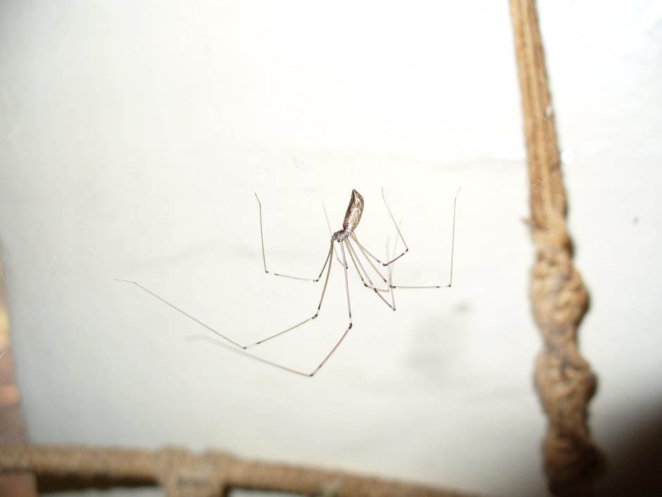Pholcus самка
