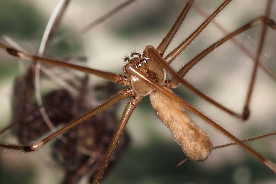 Сенокосцы пауки Pholcus phalangioides