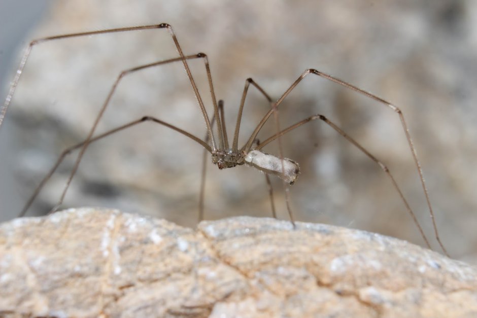 Pholcus phalangioides