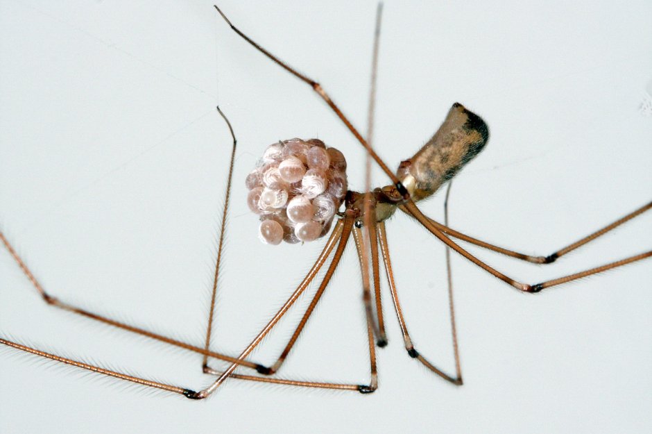Pholcus phalangioides содержание