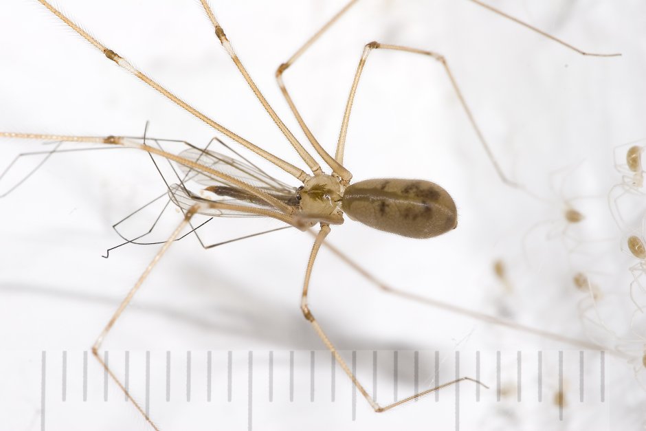 Паук-Длинноногий(Pholcus phalangoides)