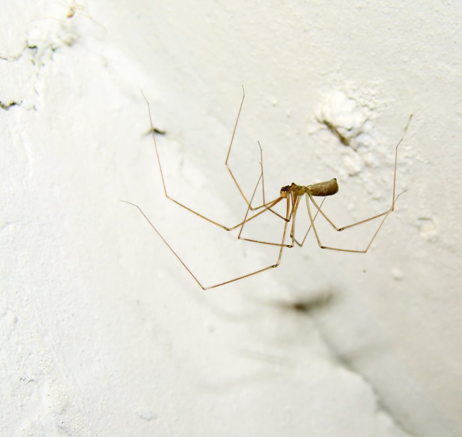 Pholcus phalangioides