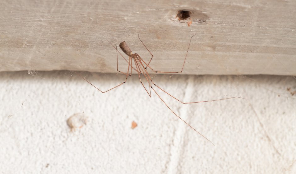 Фаланговидный фолькус (Pholcus phalangioides)
